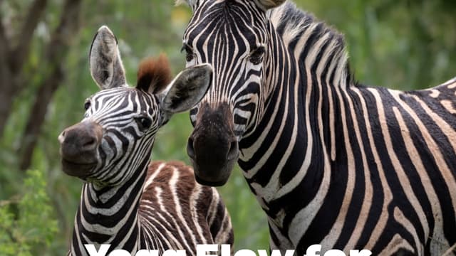 Yoga Flow for Wildlife
