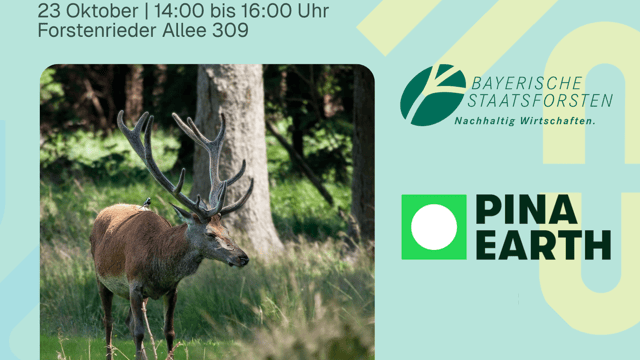 Waldumbau im Forstenrieder Park erleben: Von Monokultur zu einem klimaresilienten Mischwald