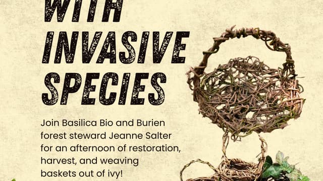 Ivy Weaving & Restoration