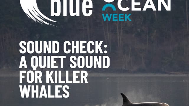 Sound Check: A Quiet Sound for Killer Whales