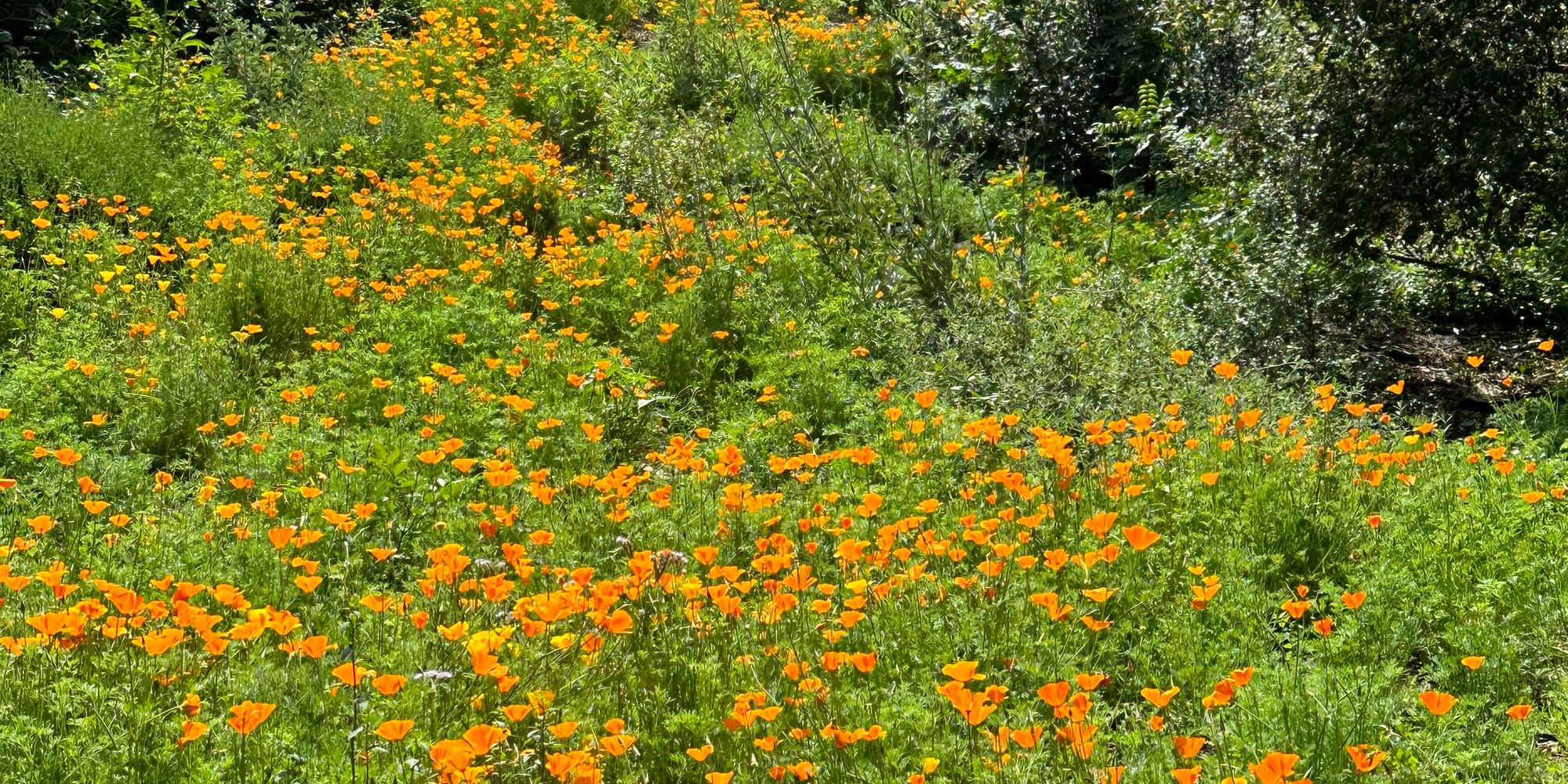Your last minute chance to plant a native wildflower patch of your own ...