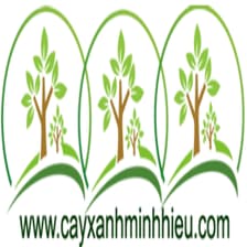 Profile picture for Cây Bàng Đài Loan