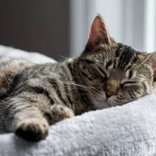 Profile picture for Maroti Patre