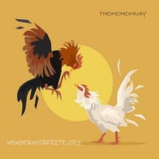 Profile picture for thomohomnay TRỰC TIẾP ĐÁ GÀ THOMO