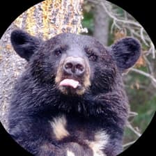 Profile picture for Hervé Alexandre