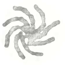 Profile picture for echo echo