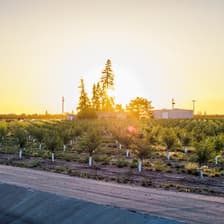 Profile picture for Almond Board of California