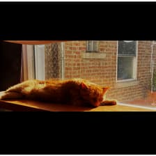 Profile picture for Arliss Banks