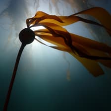 Profile picture for Sequoias of the Sea