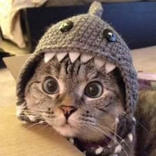 Profile picture for Shark Cat