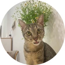 Profile picture for Quý Dương