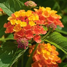 Profile picture for BE Wild