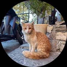 Profile picture for siddhant