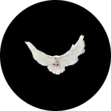 Profile picture for Sam Daniele