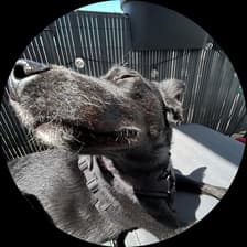 Profile picture for Chelsea