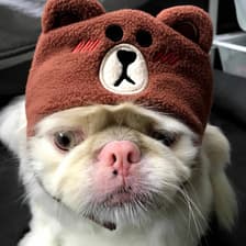 Profile picture for chris giang