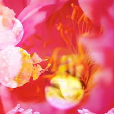 Profile picture for Ney