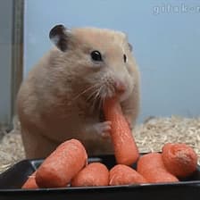 Profile picture for SC