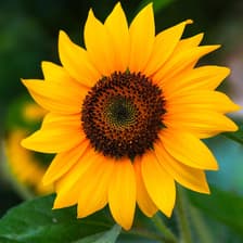 Profile picture for Mercy Ariri