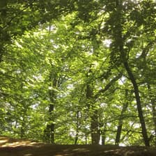 Profile picture for The Clearing Book Club