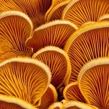 Profile picture for Jessie Brenner