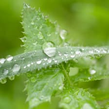 Profile picture for DANIELA PAVLOVA