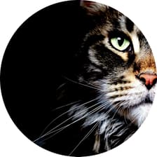 Profile picture for Alexandre RJC