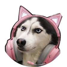 Profile picture for Josh