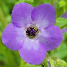 Profile picture for Healthy Ecosystems at San Francisco Environment Department