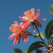 Profile picture for Passiflora Creative