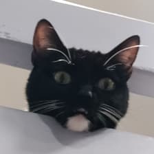 Profile picture for Kayla LC Yee