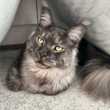 Profile picture for Veroonika