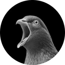 Profile picture for Screaming Pigeons