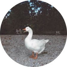 Profile picture for Milton He Yan