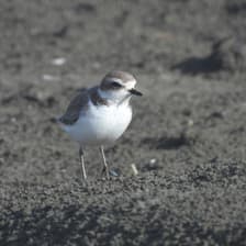 Profile picture for Bird Curious