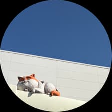 Profile picture for Lala Yokogawa