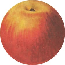 Profile picture for Produce Parties