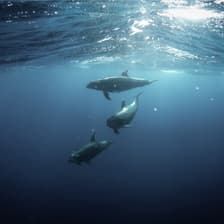 Profile picture for Ocean Innovation Hui