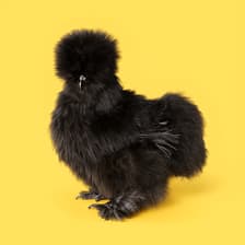 Profile picture for Chick