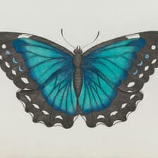 Profile picture for María Ma'e