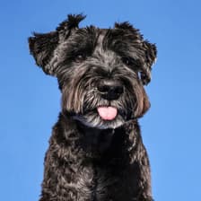 Profile picture for Calvin Schnauzer