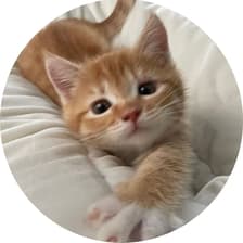 Profile picture for Hani