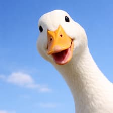 Profile picture for Flock