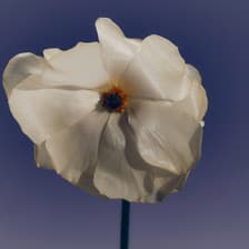 Profile picture for Alexandra Lunn