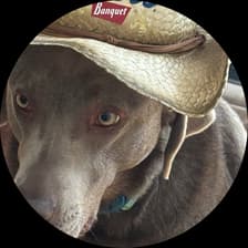 Profile picture for Alexander Stratmoen