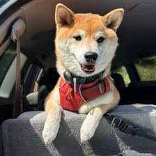 Profile picture for Yadi