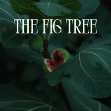 Profile picture for The Fig Tree