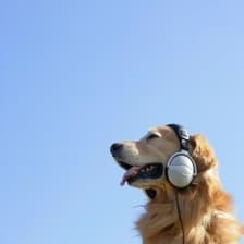 Profile picture for Ayush Makwana