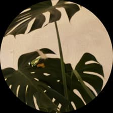 Profile picture for Fynn van Rießen