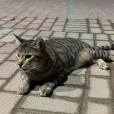 Profile picture for Tae